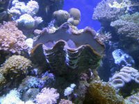 В океанариуме.Кораллы