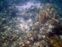 Коралловое дно красного моря